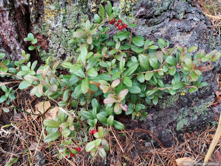 Случайная сказка — Одежда и обувь для кукол своими руками: фото (фото 7)