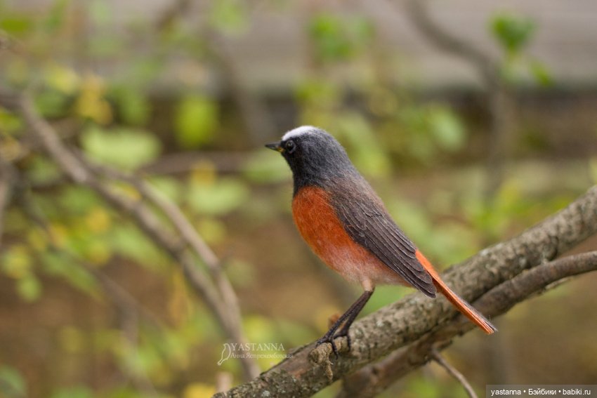 Горихвостка — Валяные игрушки из шерсти: сухое валяние (фото 2)