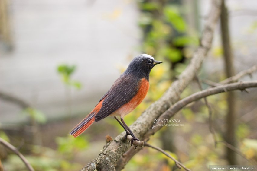 Горихвостка — Валяные игрушки из шерсти: сухое валяние (фото 6)