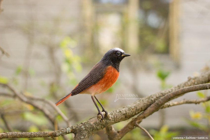 Горихвостка — Валяные игрушки из шерсти: сухое валяние (фото 4)