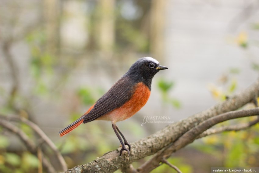 Горихвостка — Валяные игрушки из шерсти: сухое валяние (фото 5)