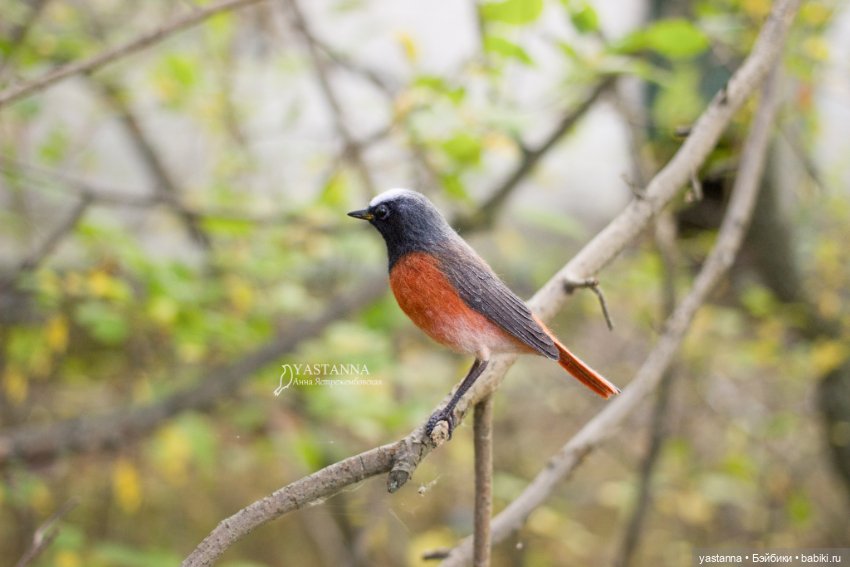 Горихвостка — Валяные игрушки из шерсти: сухое валяние (фото 9)