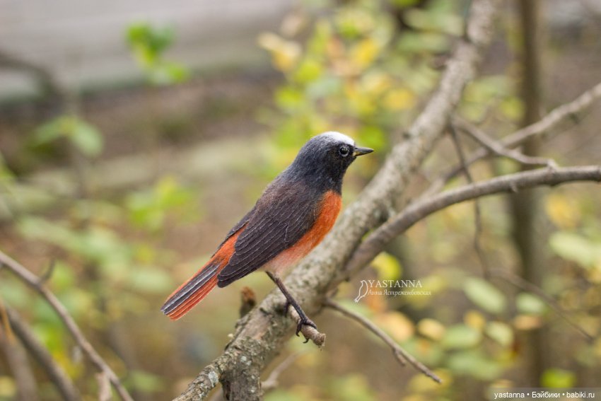 Горихвостка — Валяные игрушки из шерсти: сухое валяние (фото 7)