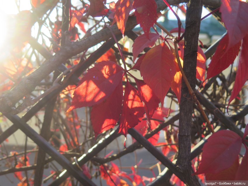 World of Love и секретное место осени в Москве