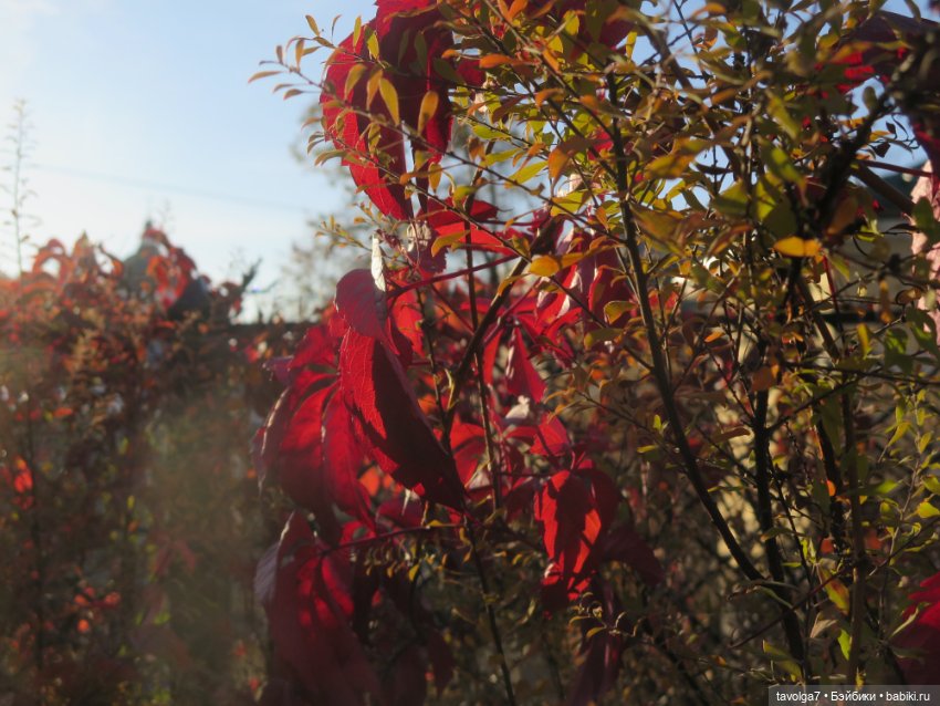 World of Love и секретное место осени в Москве (фото 4)