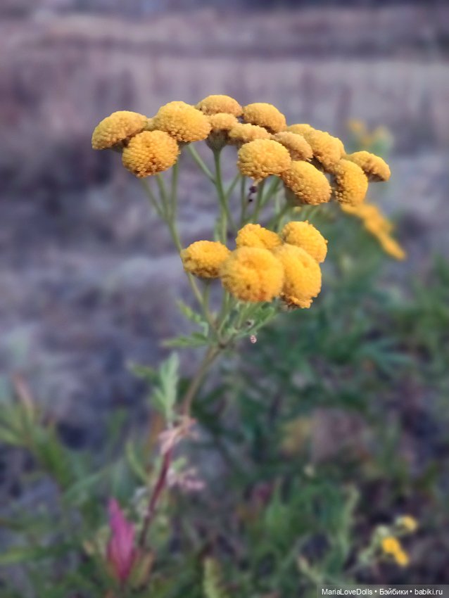 Закат осенний — Куклы Baboliy (Баболи