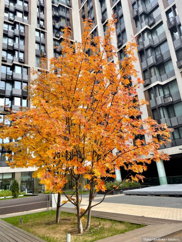 Осенняя Mamachapp — Аниме куклы (MJD/Винил): Imomo