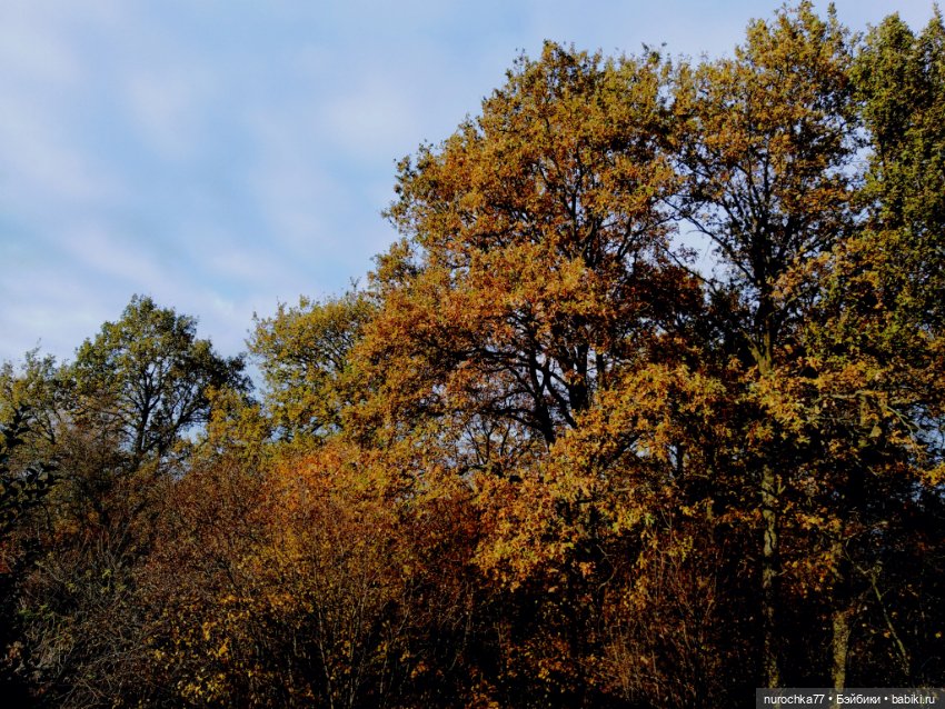 Про Нафочку. Лесные тайны. Эпизод 1 (фото 2)