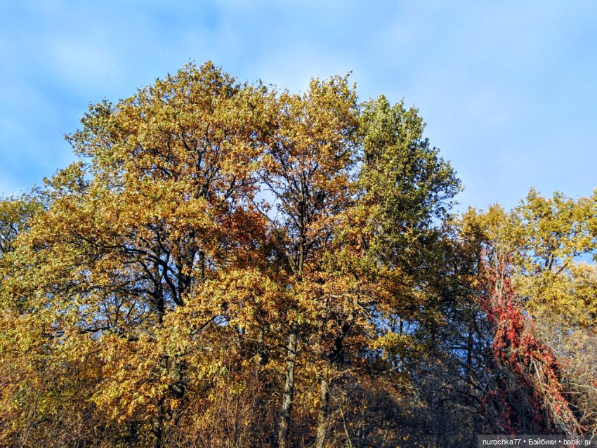 Про Нафочку. Лесные тайны. Эпизод 1 (фото 10)