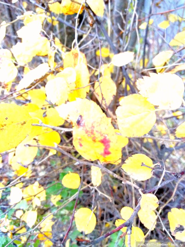 Про Нафочку. Лесные тайны. Эпизод 1