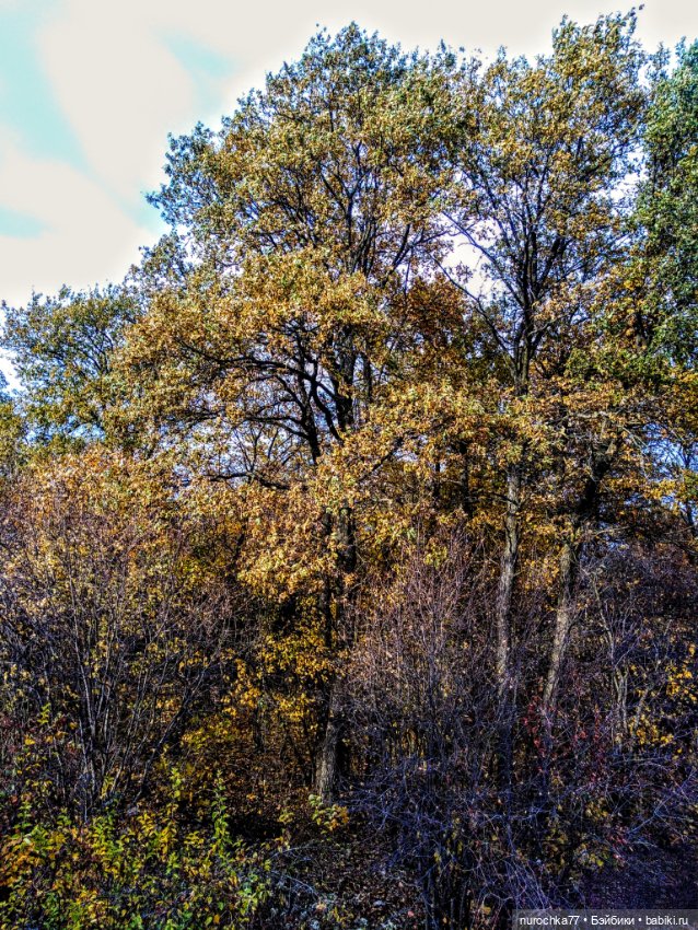 Про Нафочку. Лесные тайны. Эпизод 1