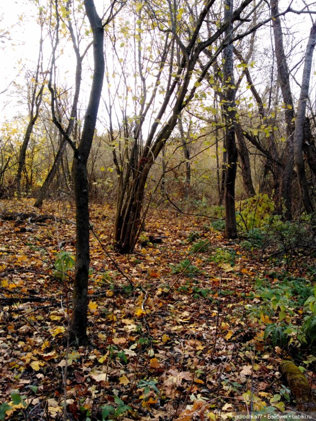 Про Нафочку. Лесные тайны. Эпизод 1