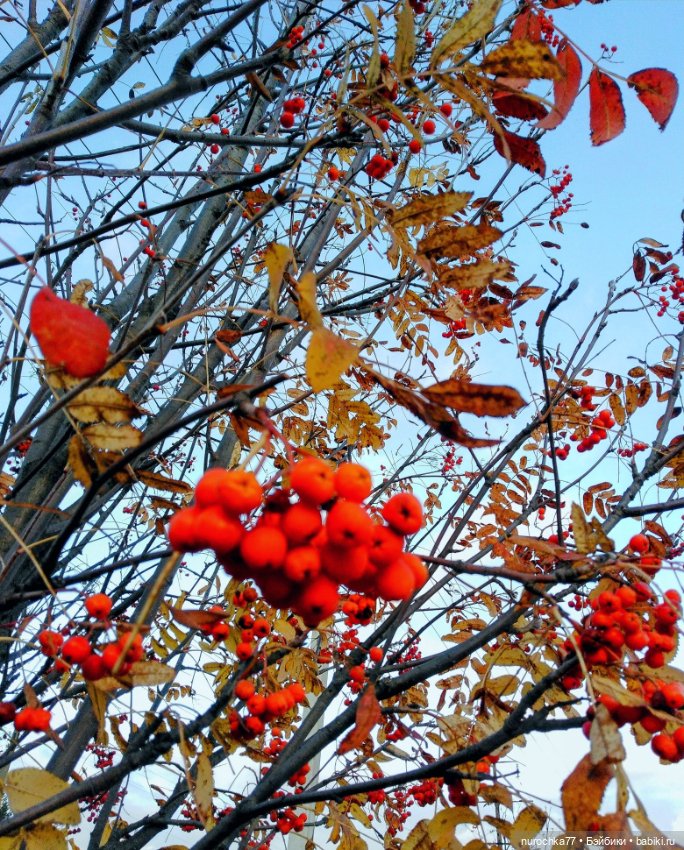 Про Нафочку. Лесные тайны. Эпизод 1