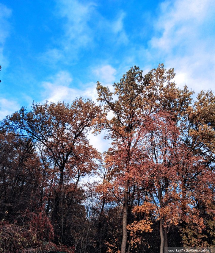 Про Нафочку. Лесные тайны. Эпизод 1 (фото 6)