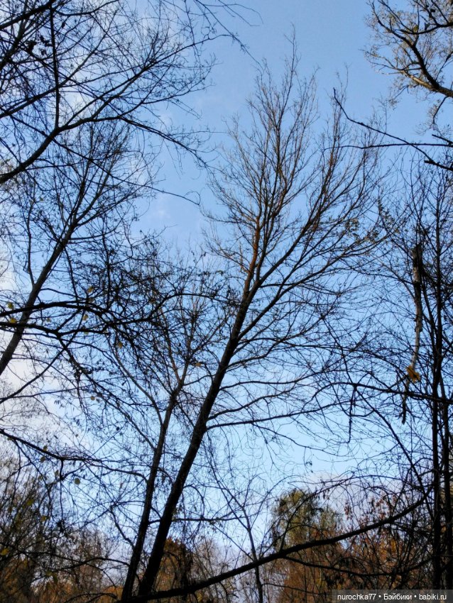 Про Нафочку. Лесные тайны. Эпизод 1