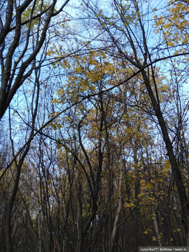 Про Нафочку. Лесные тайны. Эпизод 1