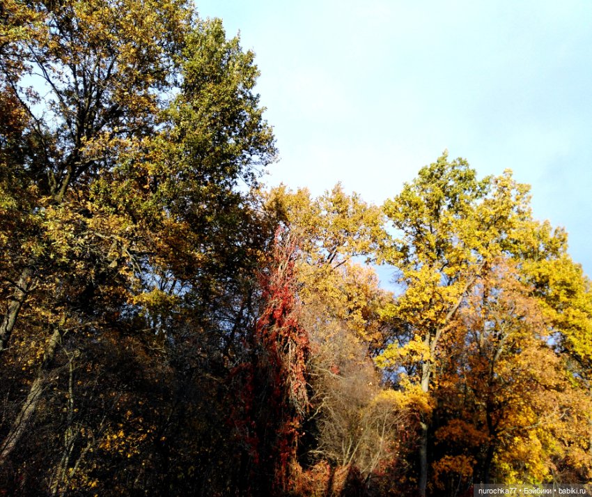 Про Нафочку. Лесные тайны. Эпизод 1 (фото 4)