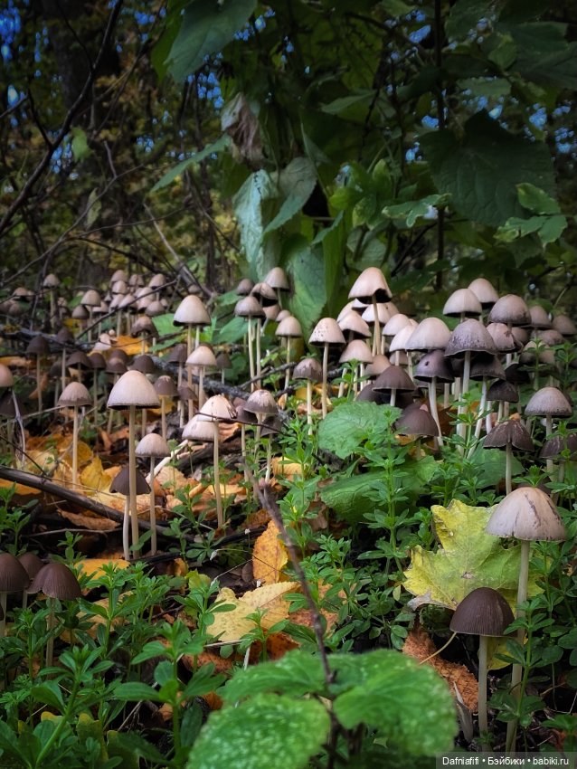 Ватрушка — Куклы Baboliy (Баболи