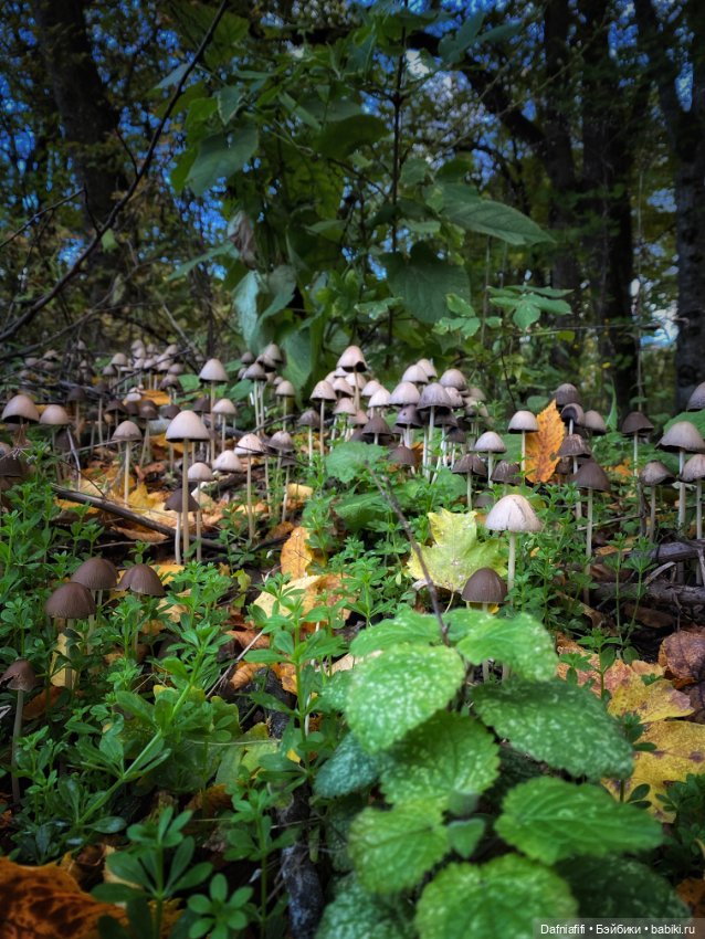 Ватрушка — Куклы Baboliy (Баболи