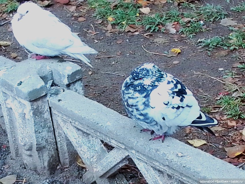 Иренкина осень или ДВА разных дня