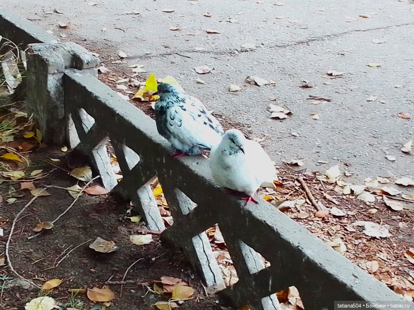 Иренкина осень или ДВА разных дня