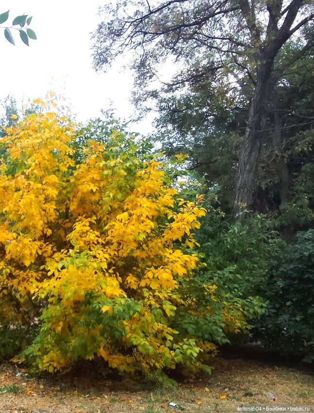 Иренкина осень или ДВА разных дня