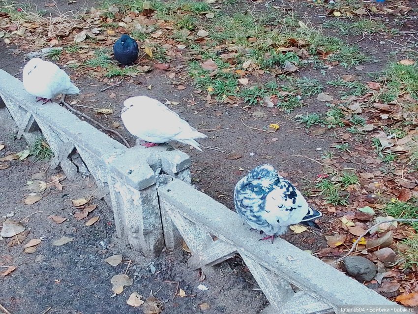 Иренкина осень или ДВА разных дня