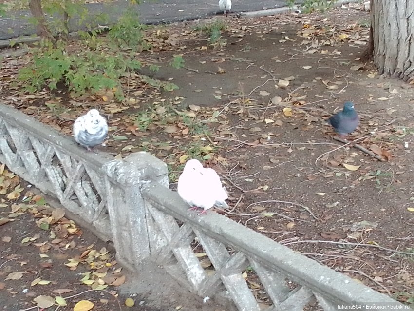 Иренкина осень или ДВА разных дня