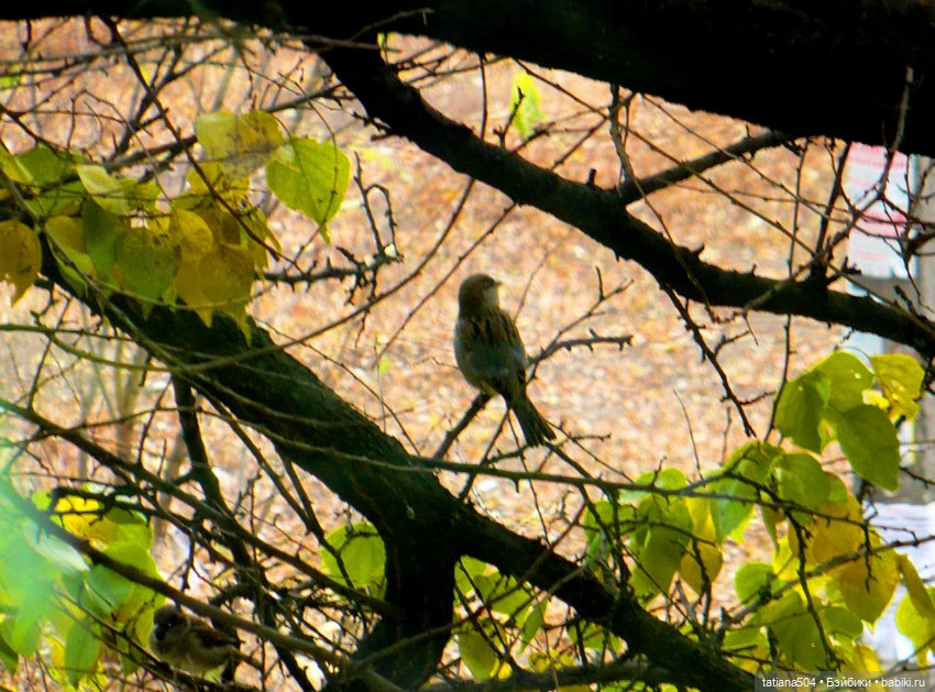 Иренкина осень - день второй