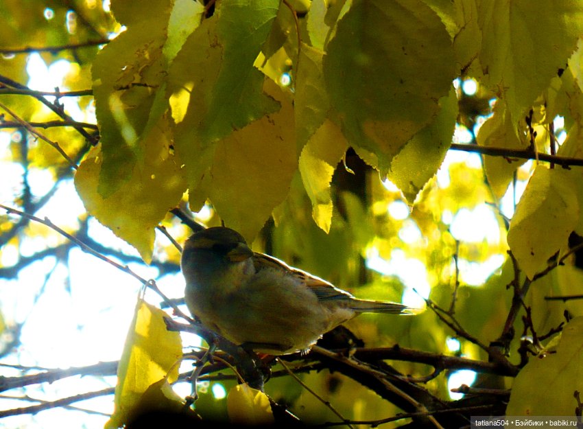 Иренкина осень - день второй