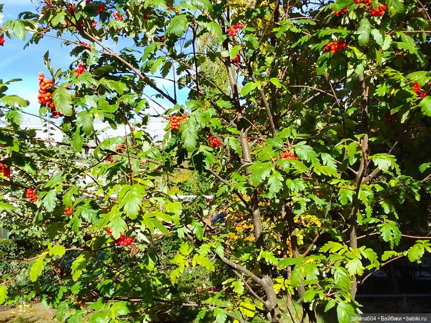 Иренкина осень - день второй (фото 3)