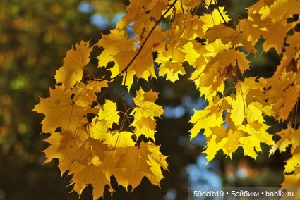 Осенью прекрасны листья клёна (фото 3)