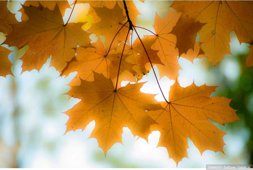 Осенью прекрасны листья клёна (фото 8)