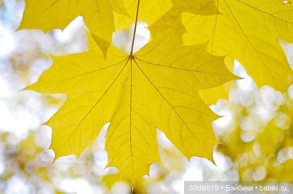 Осенью прекрасны листья клёна
