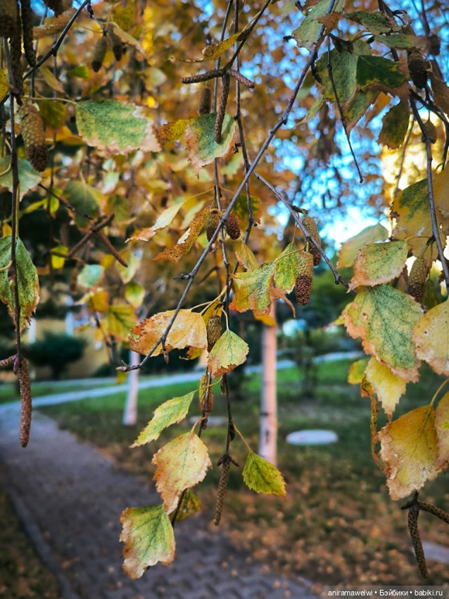 Громовы на закате октября