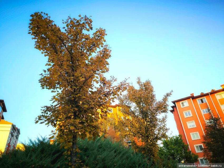 Громовы на закате октября