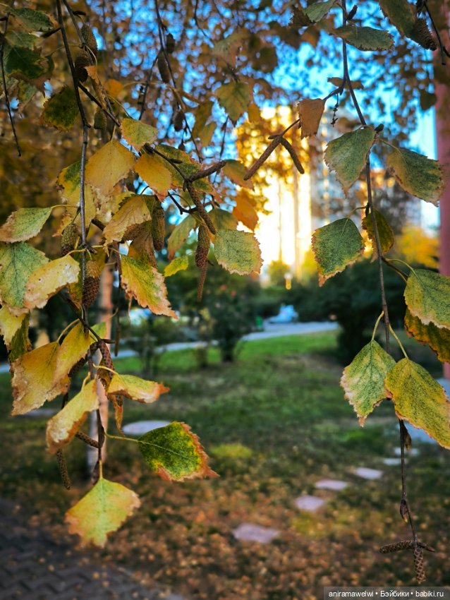 Громовы на закате октября