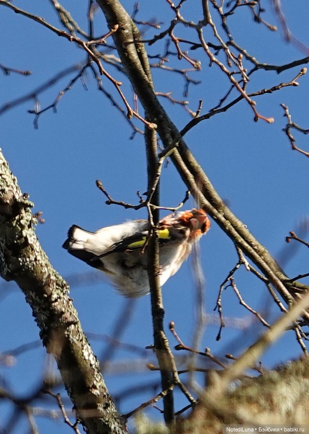 До свидания, Золотая осень🍂🍁 (фото 3)