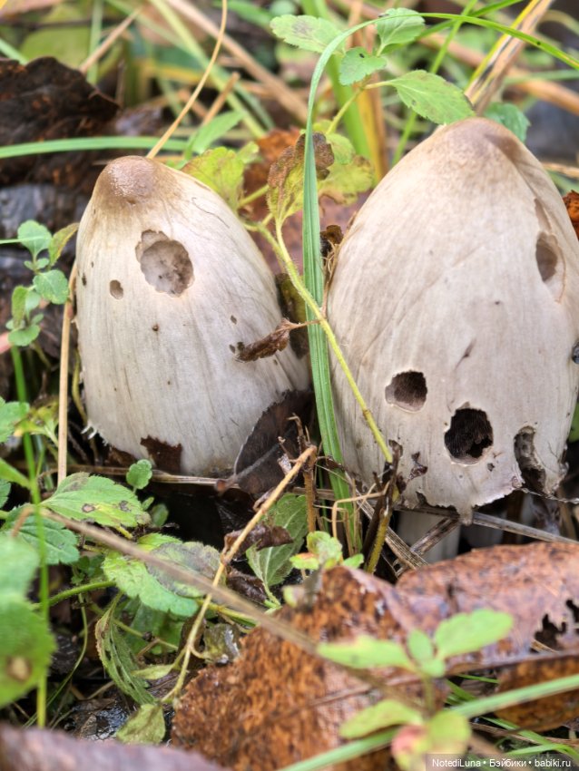 До свидания, Золотая осень🍂🍁 (фото 6)