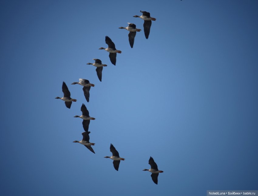 До свидания, Золотая осень🍂🍁 (фото 8)