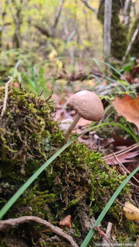 Мухоморчик — Куклы Paola Reina (Паола Рейна): новинки