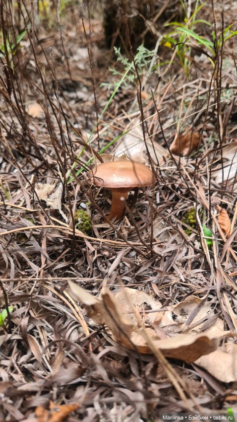 Мухоморчик — Куклы Paola Reina (Паола Рейна): новинки