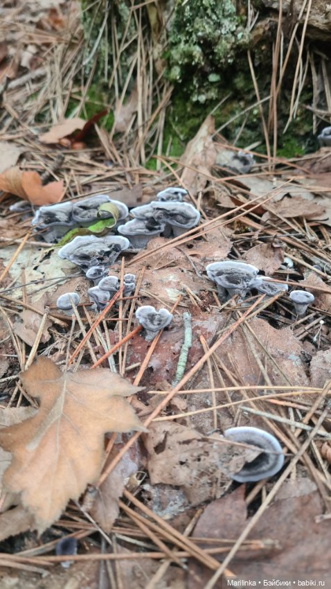 Мухоморчик — Куклы Paola Reina (Паола Рейна): новинки