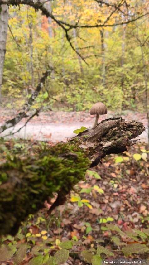 Мухоморчик — Куклы Paola Reina (Паола Рейна): новинки