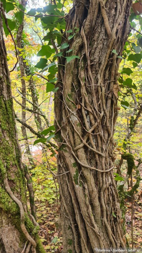 Мухоморчик — Куклы Paola Reina (Паола Рейна): новинки