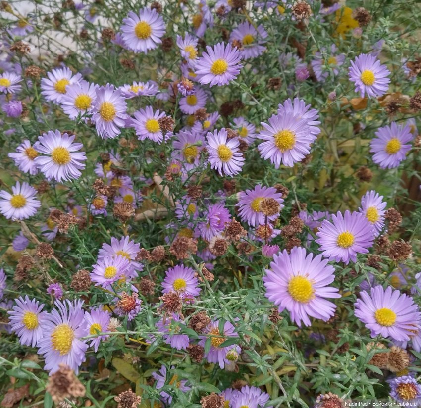 Тоторо и осень — Интересное обо всем: поздравления (фото 10)