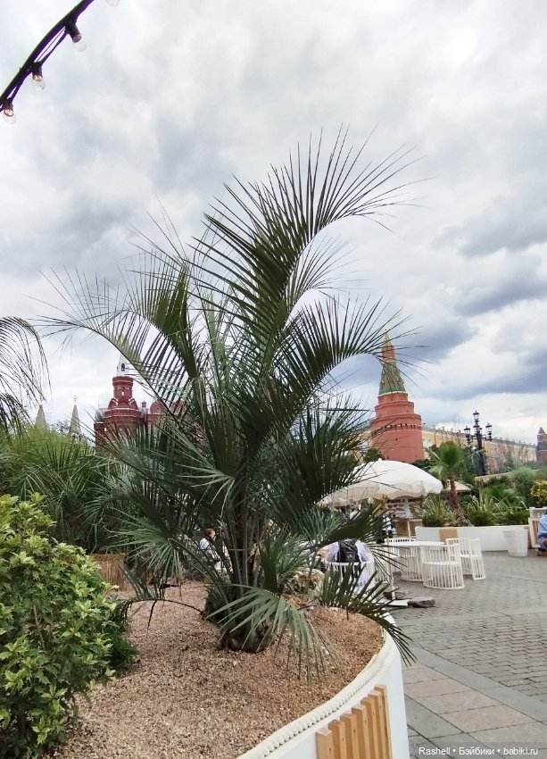 Лето 2024 с Гердочкой. Часть 5 Кремль и пальмы (фото 7)