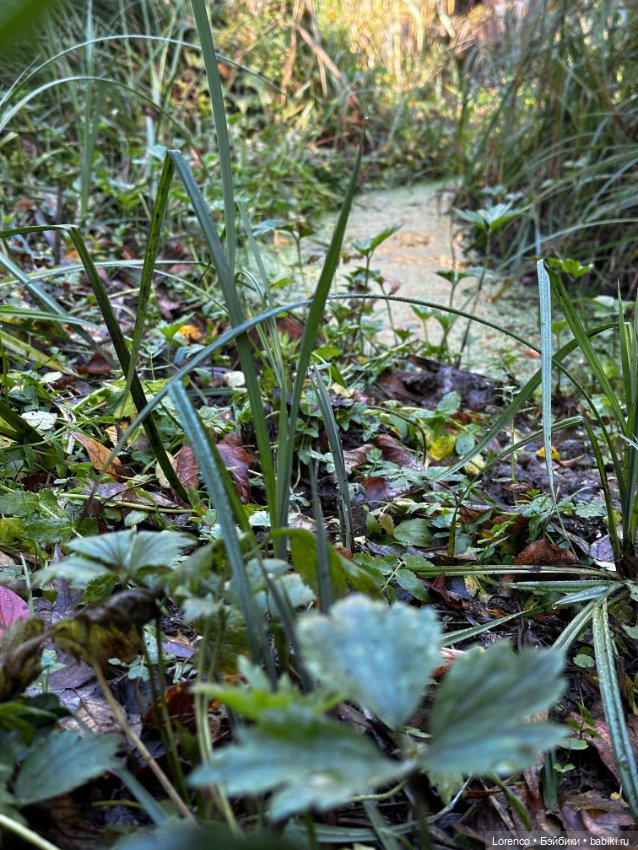 Осеннее — Игровые куклы разных производителей (Разное): редкие бренды (фото 5)