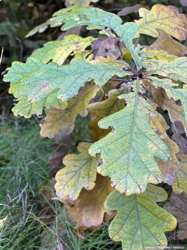 Осеннее — Игровые куклы разных производителей (Разное): редкие бренды (фото 4)