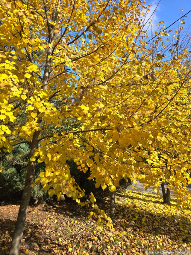 Осеннее — Игровые куклы разных производителей (Разное): редкие бренды (фото 3)
